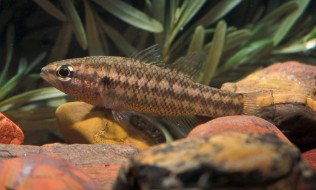 Native Freshwater Fishes